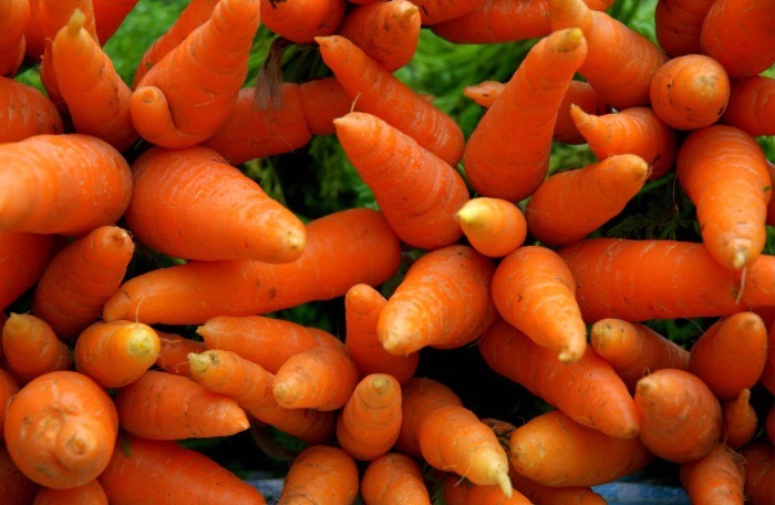 Польза и вред моркови для организма