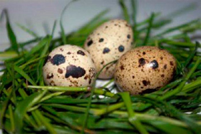 Польза перепелиных яиц для организма
