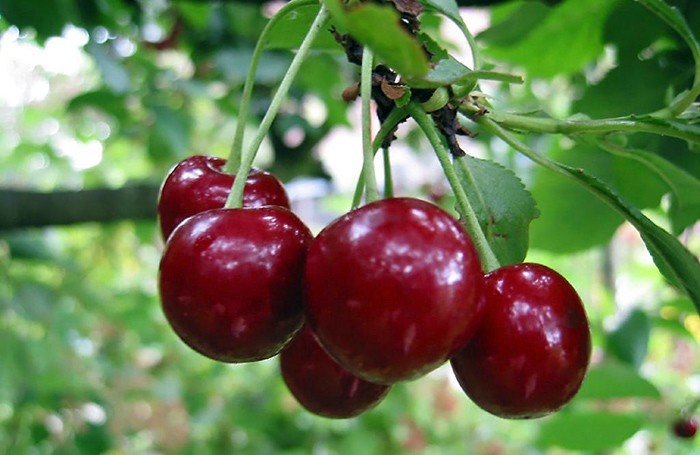 Польза и вред вишни для здоровья