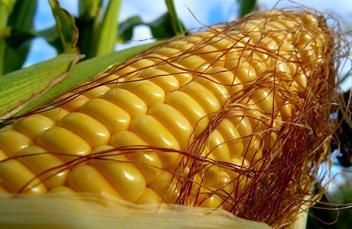 Польза и вред кукурузы для здоровья