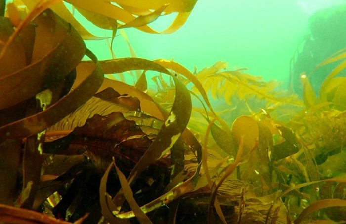 Полезные свойства и противопоказания морской капусты